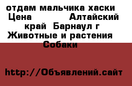 отдам мальчика хаски › Цена ­ 3 000 - Алтайский край, Барнаул г. Животные и растения » Собаки   
